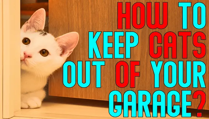 How To Keep Cats Out Of Garage