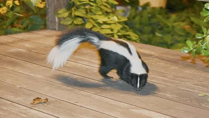 How Do You Safely Get A Skunk Out Of Your Garage