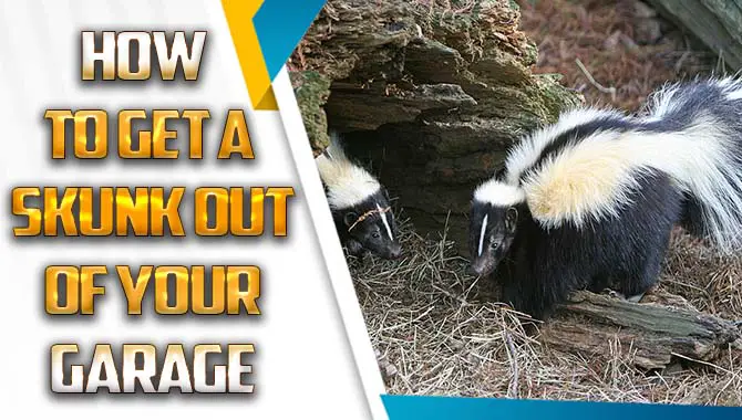 How To Get A Skunk Out Of Your Garage