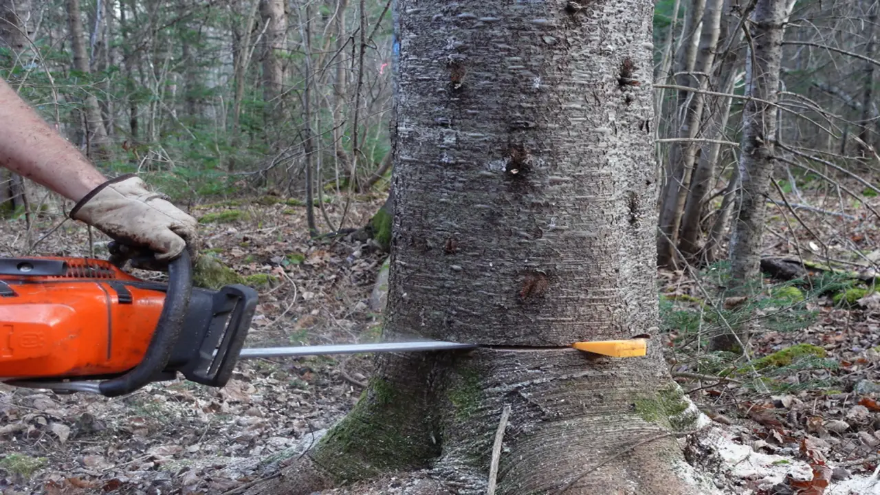 5 Easy Steps On How To Cut Straight With A Chainsaw