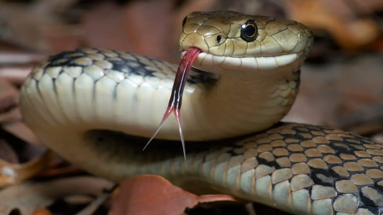 Extending The Lifespan Of Snake Away Smell